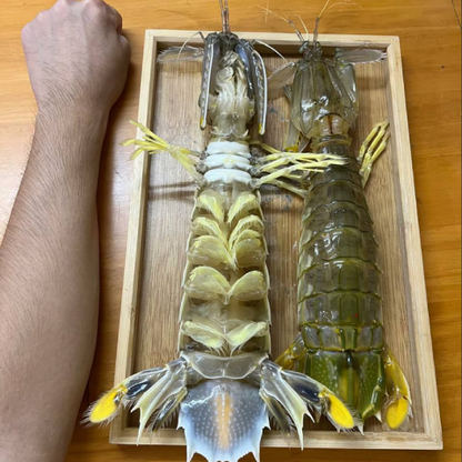 Fresh Mantis Shrimp (Xia Ba / 虾婆) – Wild Caught, Large Size 皮皮虾