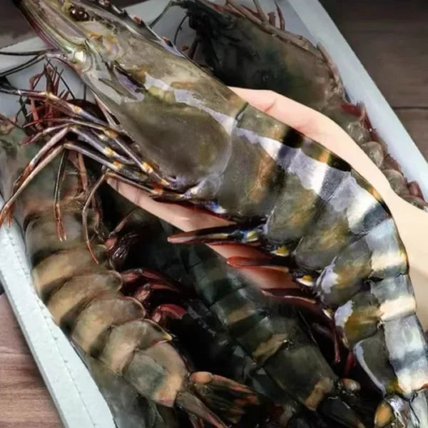 Colossal Black Tiger Prawns