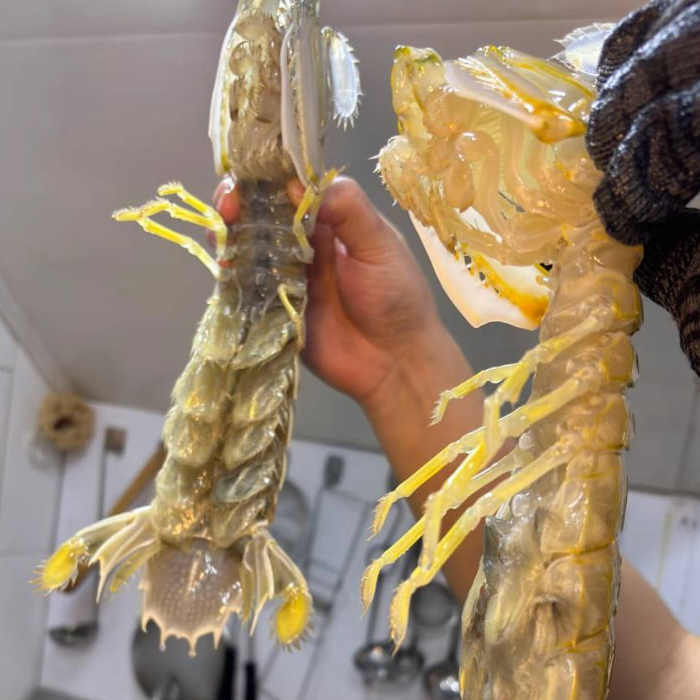 Fresh Mantis Shrimp (Xia Ba / 虾婆) – Wild Caught, Large Size 皮皮虾