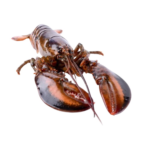 Live Maine Lobster