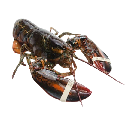 Live Maine Lobster