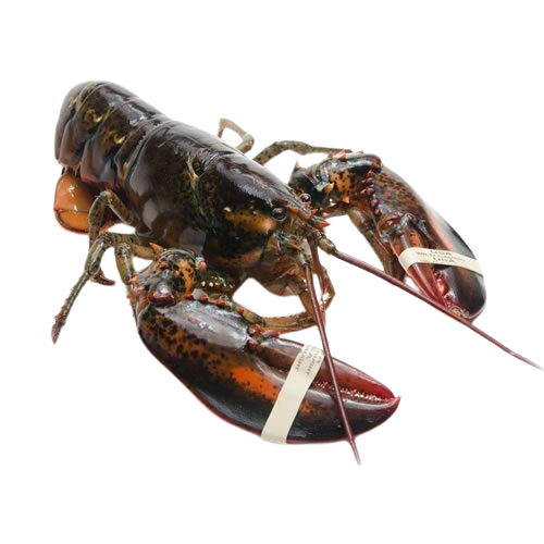 Live Maine Lobster