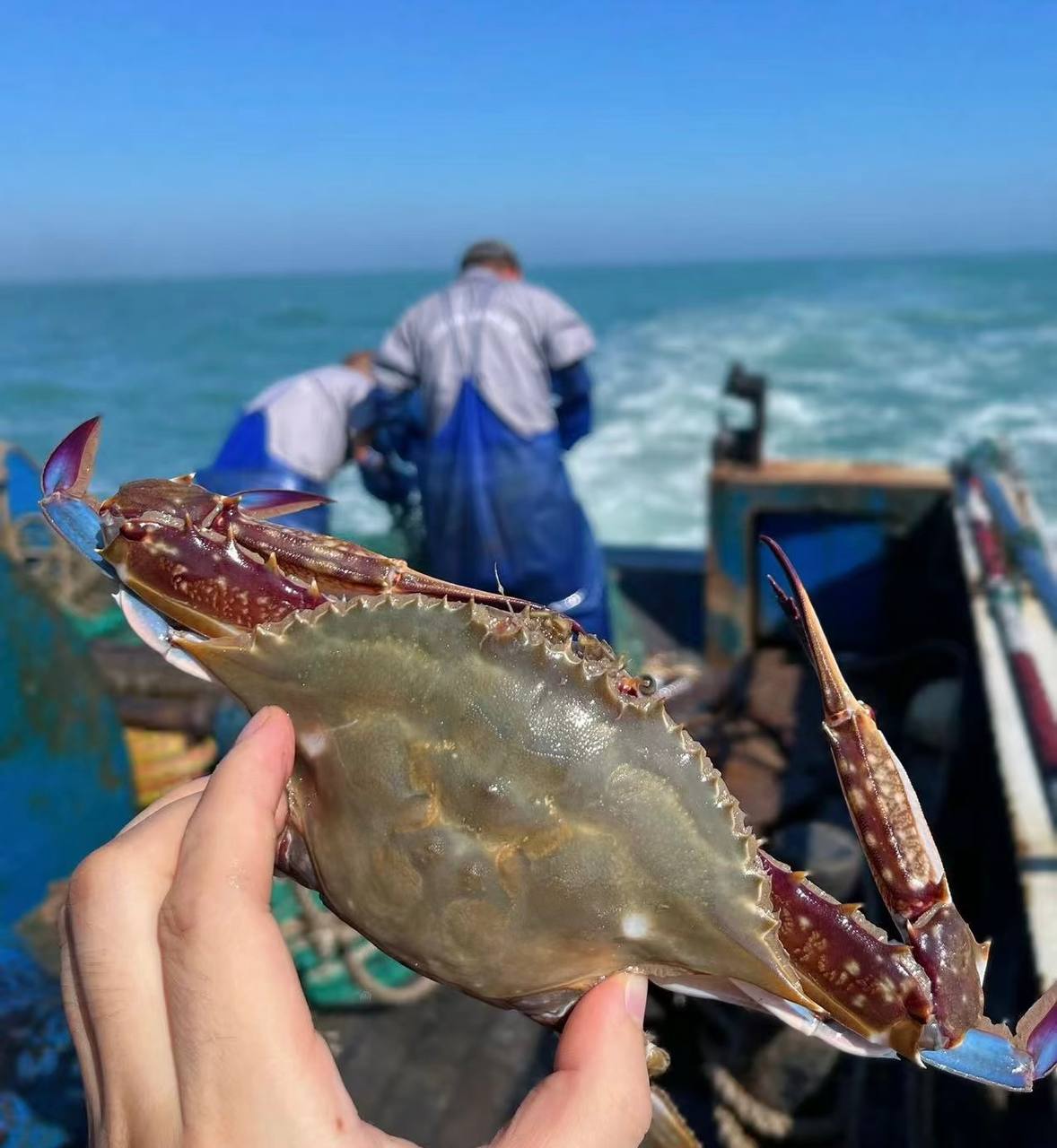 Superior Jumbo Swimming Crab
